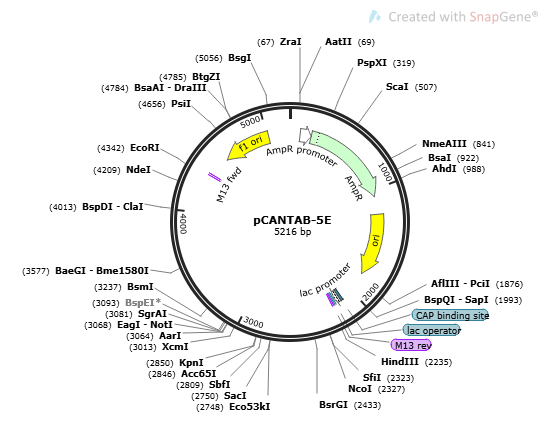 [0820-PVT10573] pCANTAB-5E 2 ug