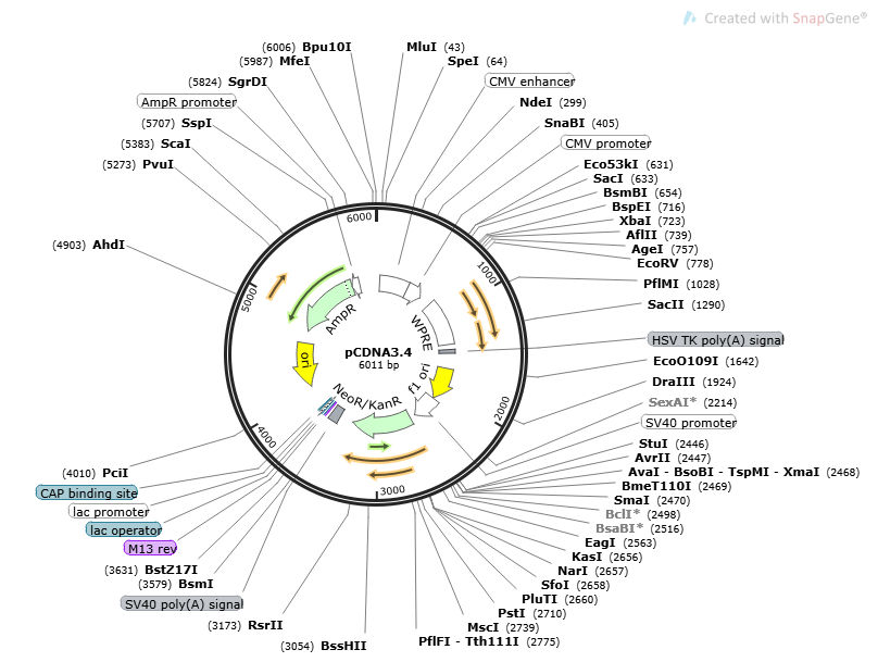 [0820-PVT16033] pCDNA3.4 Plasmid - 2µg