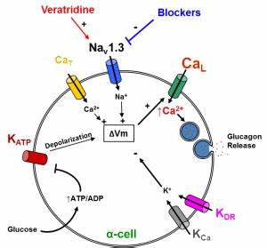 Glucose oxidase - 5 mg