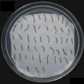 [0820-STR3006] AGL1 Agrobacterium Strain - 100 uL