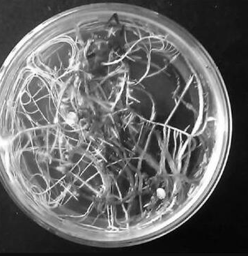 A4 AGROBACTERIUM STRAIN - 100 μL