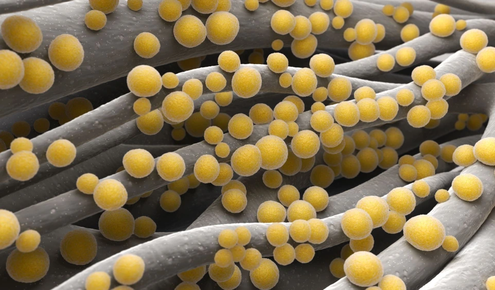 Recombinant Staphylococcus aureus Alpha Hemolysin (Hla), Tag-free - 100 µg