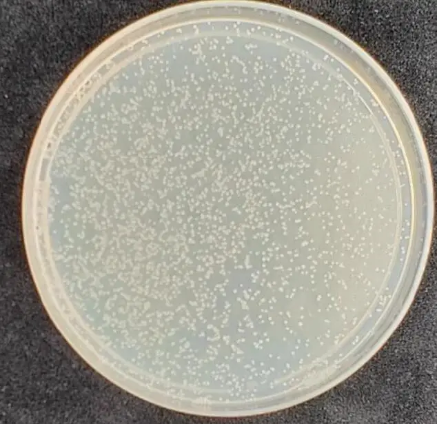 AH109 Yeast Strains - 100 ul