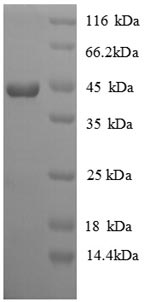 Recombinant Chicken Interferon gamma (IFNG) - 20ug