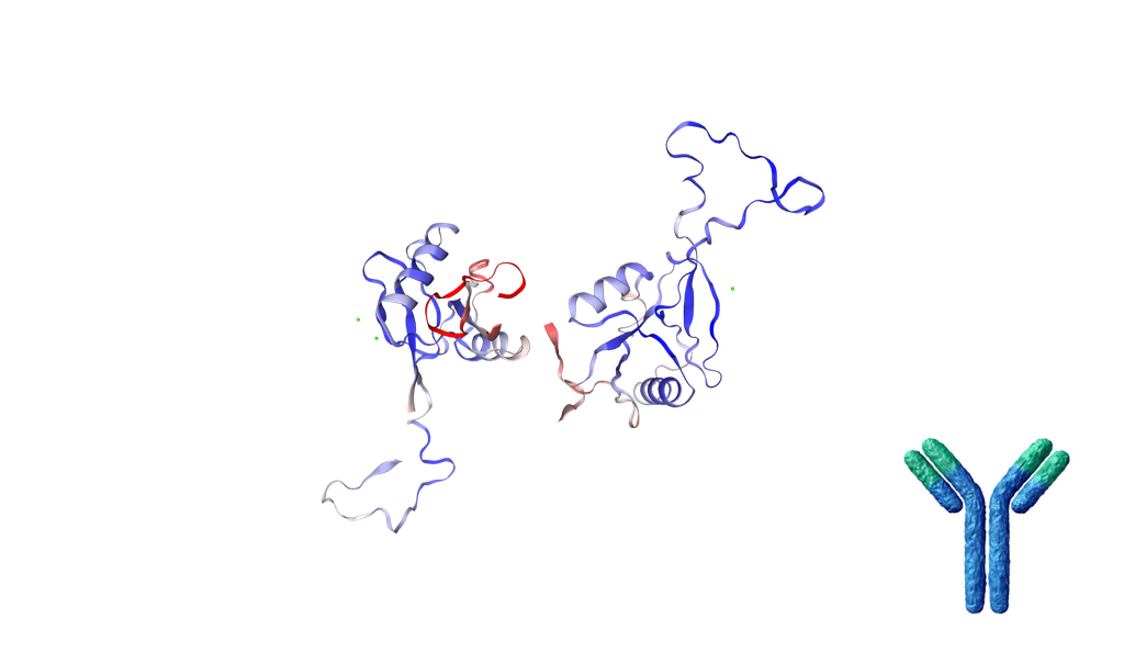 [0708-MOR-0019-FY] Mouse Anti-MRC1 Recombinant Antibody [Clone: 15-2] - 500 ug