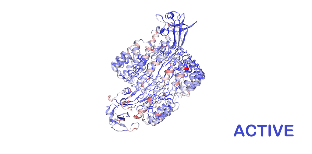Active Recombinant Human Ribonuclease A (RNase A, RNASE1) - 1 mg