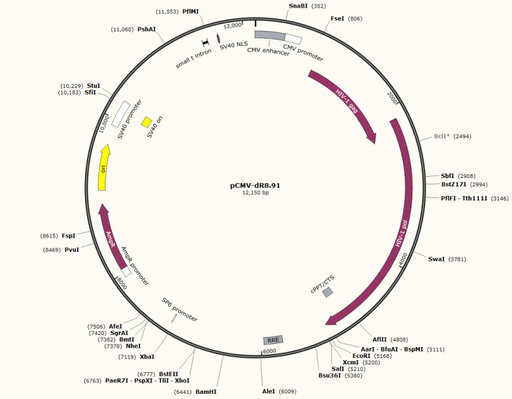 [0820-PVT2323] PCMV- DR8.91 plasmid - 2 ug